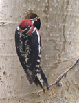 Red naped Sapsucker 3498
